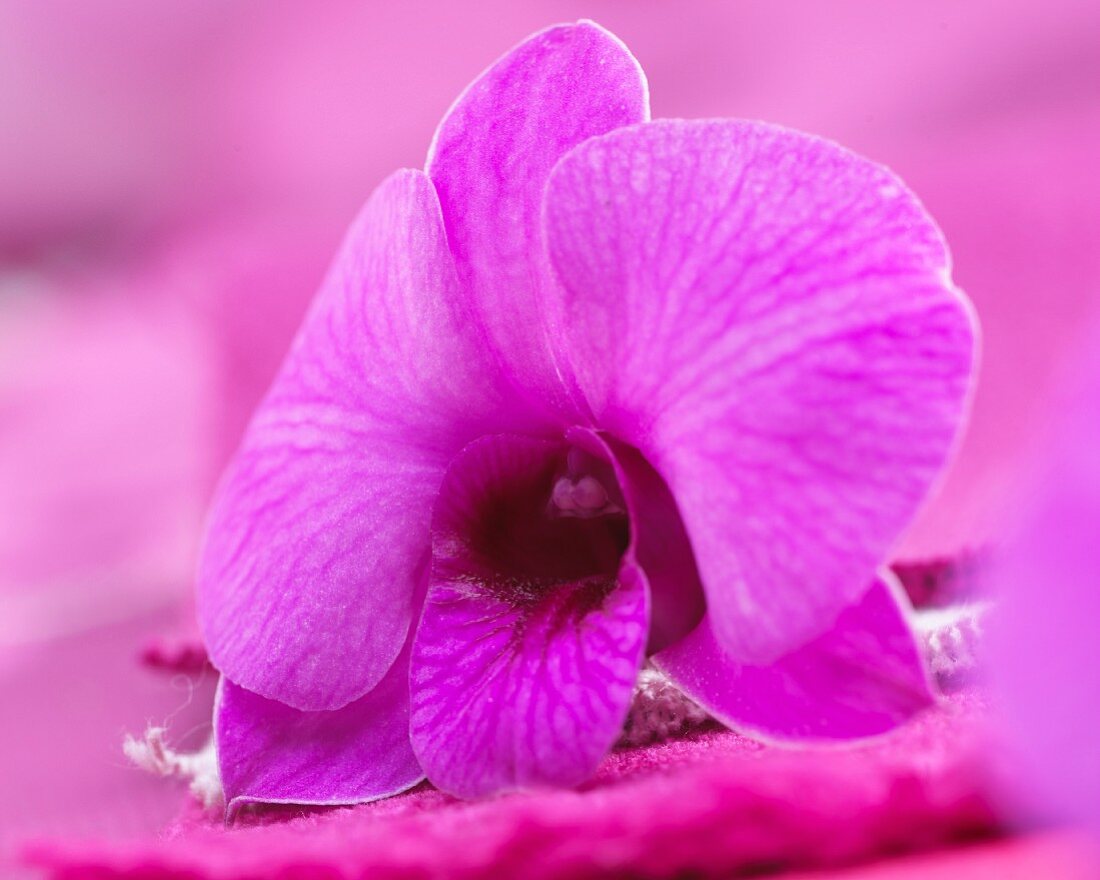 A single pink dendrobium orchid flower (close up)