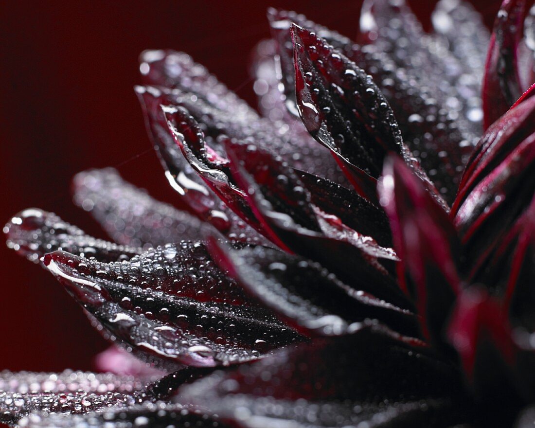 Black dahlia flower (detail)