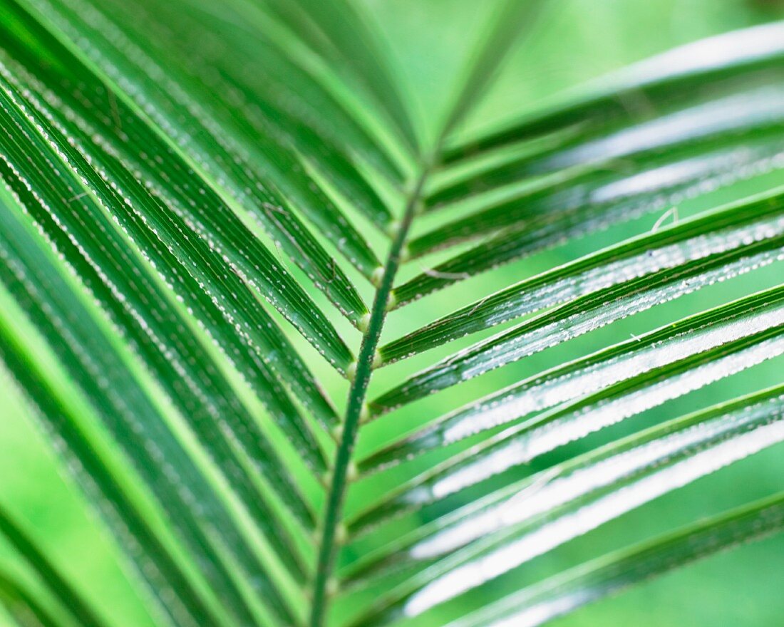 Pygmy palm leaf (Phoenix Roebelenii)