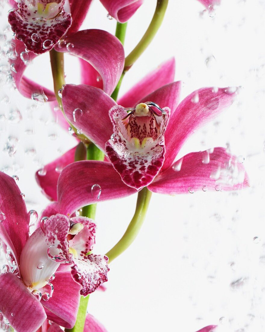 Orchid flowers (Phalaenopsis) in water
