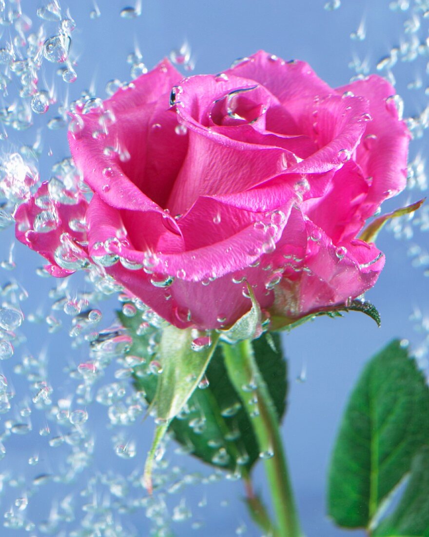 Rosafarbene Rosenblüte im Wasser