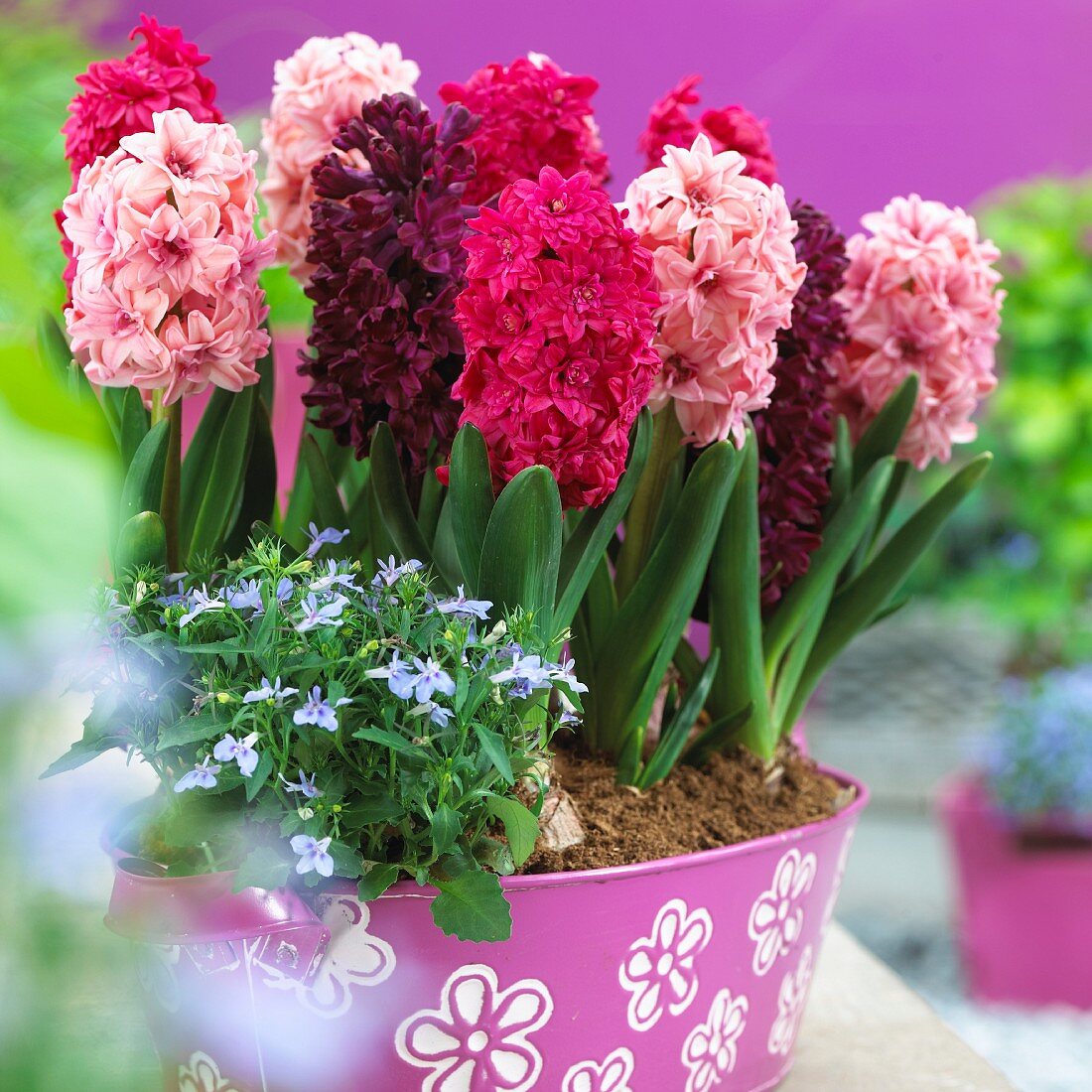 Various hyacinths in a plant pot