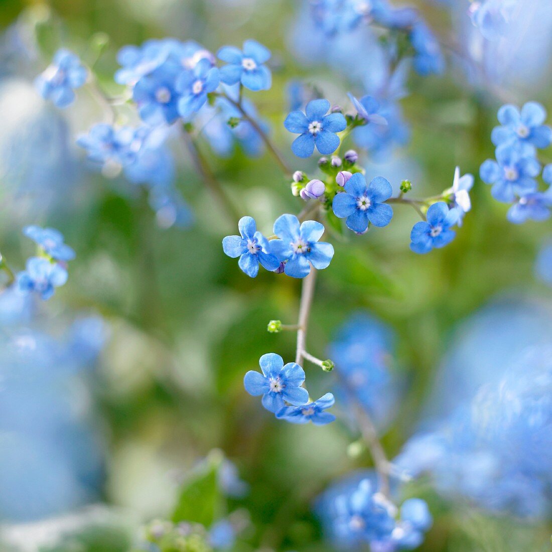 Kaukasus Vergissmeinnicht (Brunnera macrophylla)