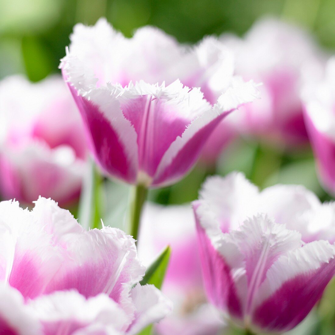 Gefranste, zweifarbige Tulpen (Siesta-Tulpen)