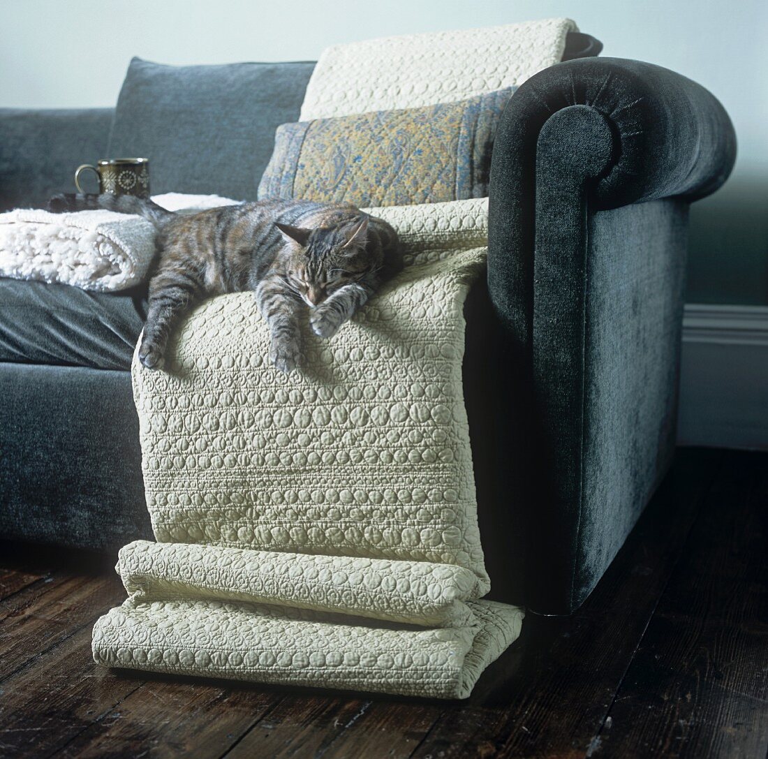 Sofa mit Decken und einer schlafenden Katze