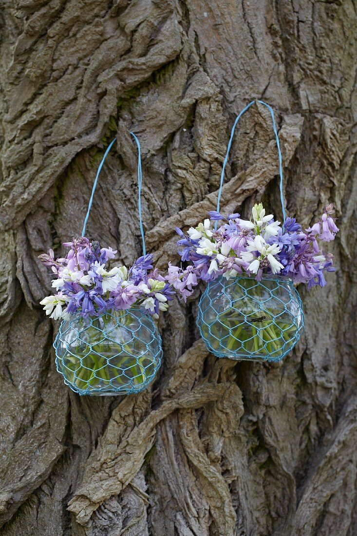 Spanish bluebells (hyacinthoides hispanica) in glass vases on a tree