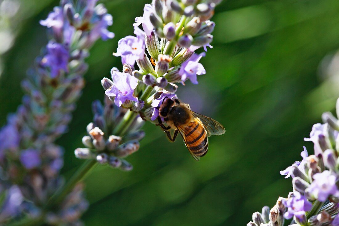 Biene auf Lavendelblüten