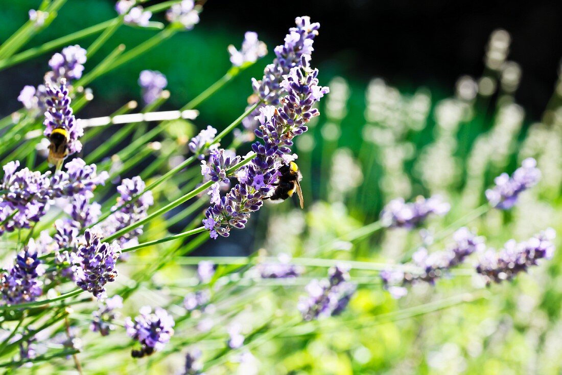 Lavendelblüten mit Bienen