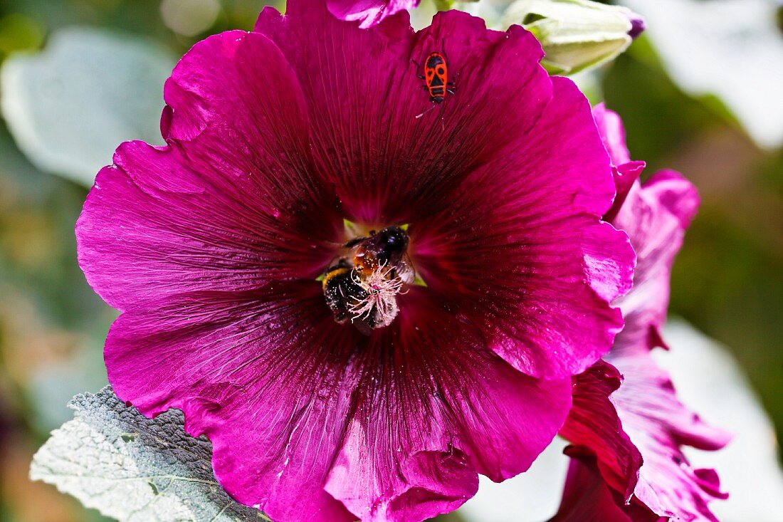 Pinkfarbene Malvenblüte mit Biene & Käfer