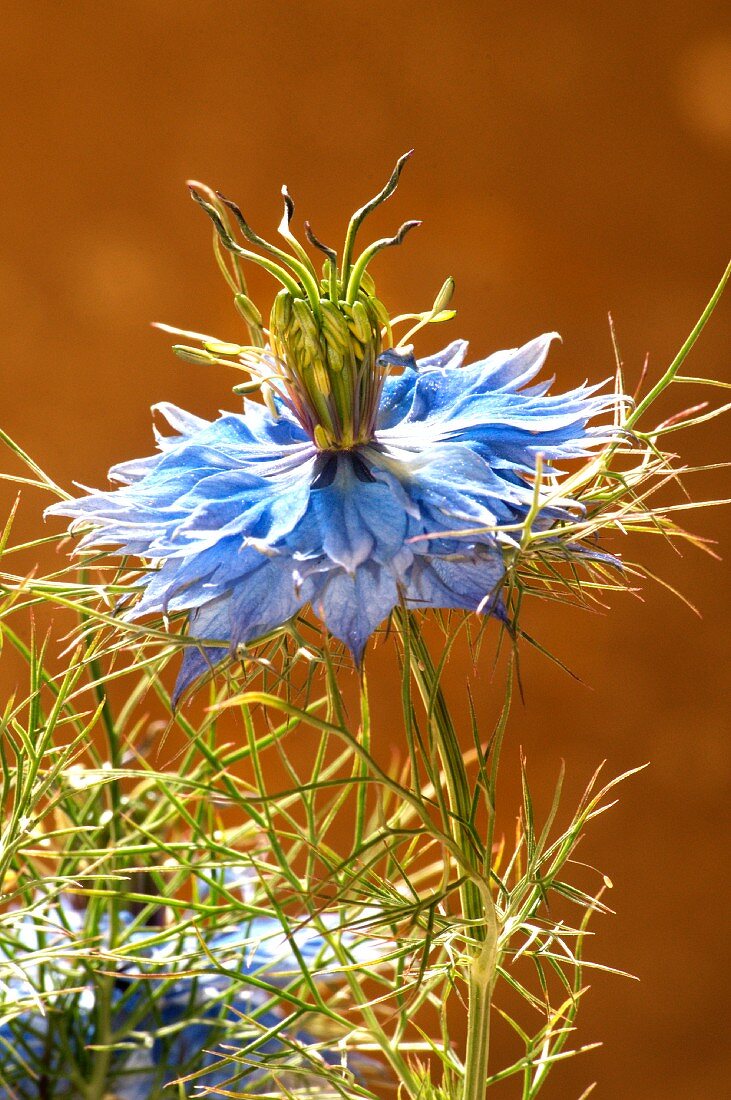 A blue thistle flower