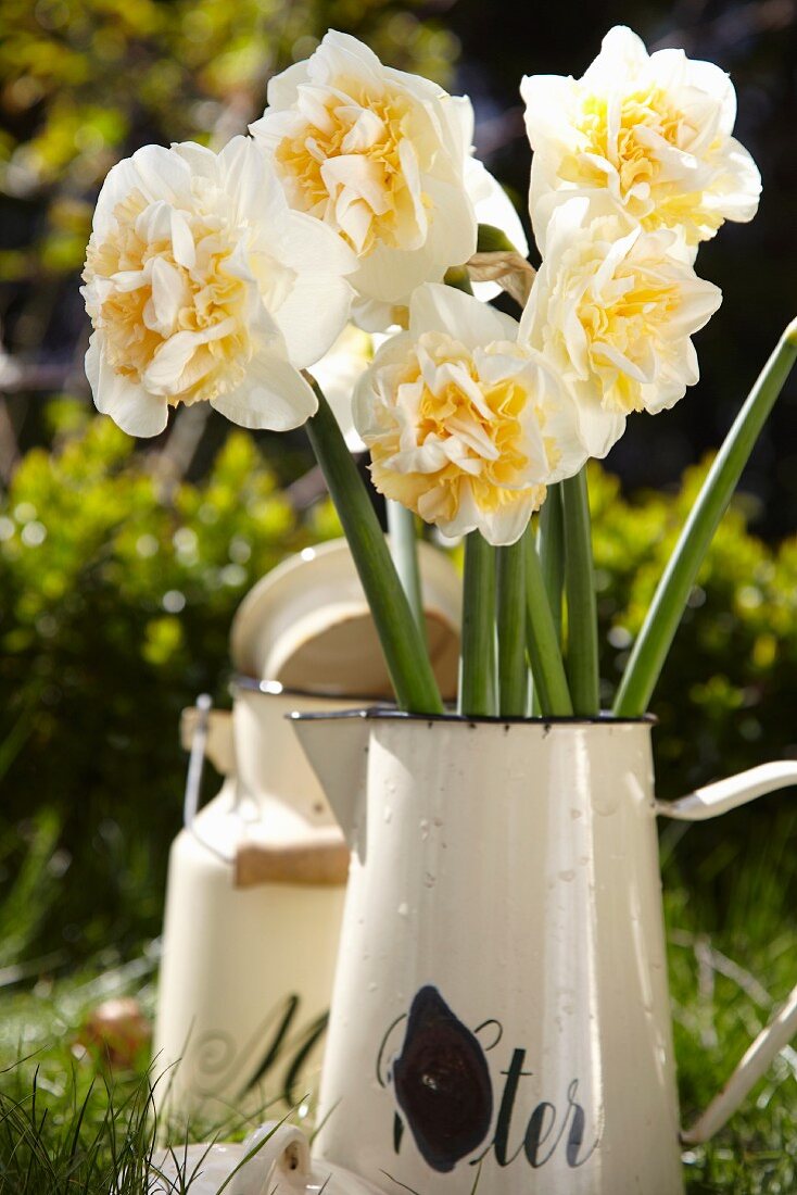 Narcissus flowers in an enamel jug in a garden