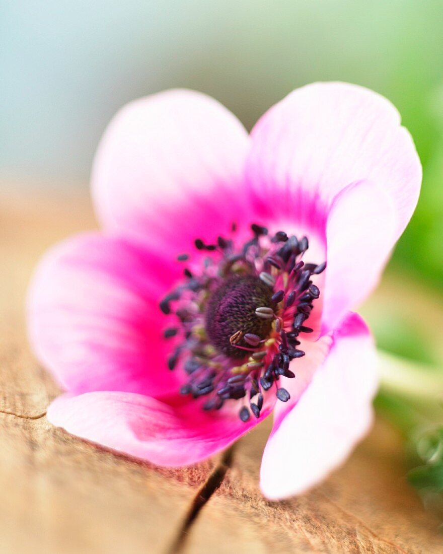 Eine rosafarbene Anemonenblüte (Nahaufnahme)