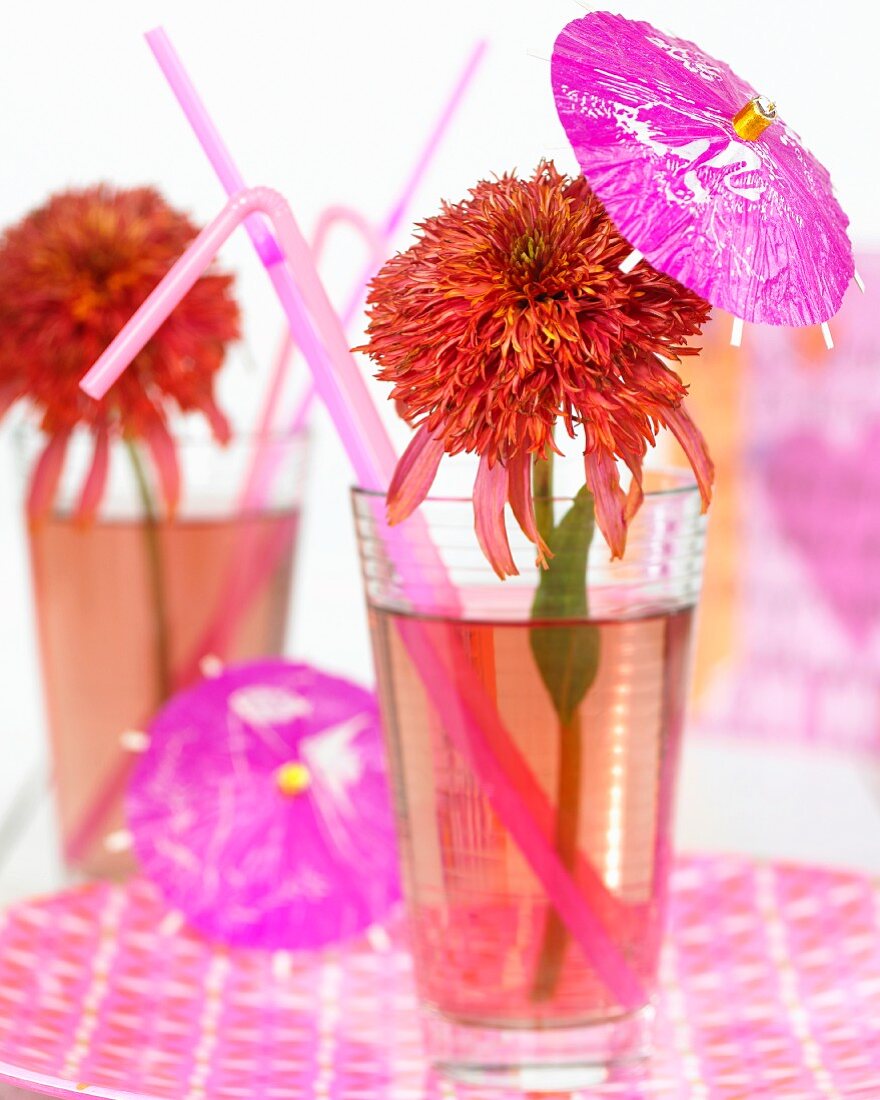 Echinacea flowers (Echinacea Guava Ice) in cocktail glasses