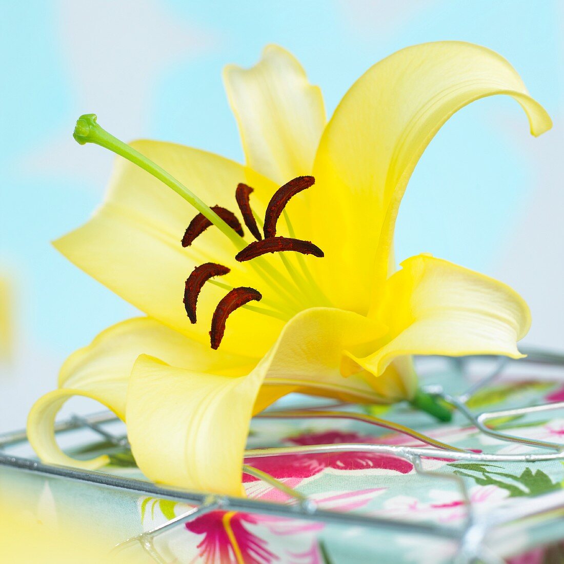 Gelbe Lilienblüte (Lilium Yelloween)