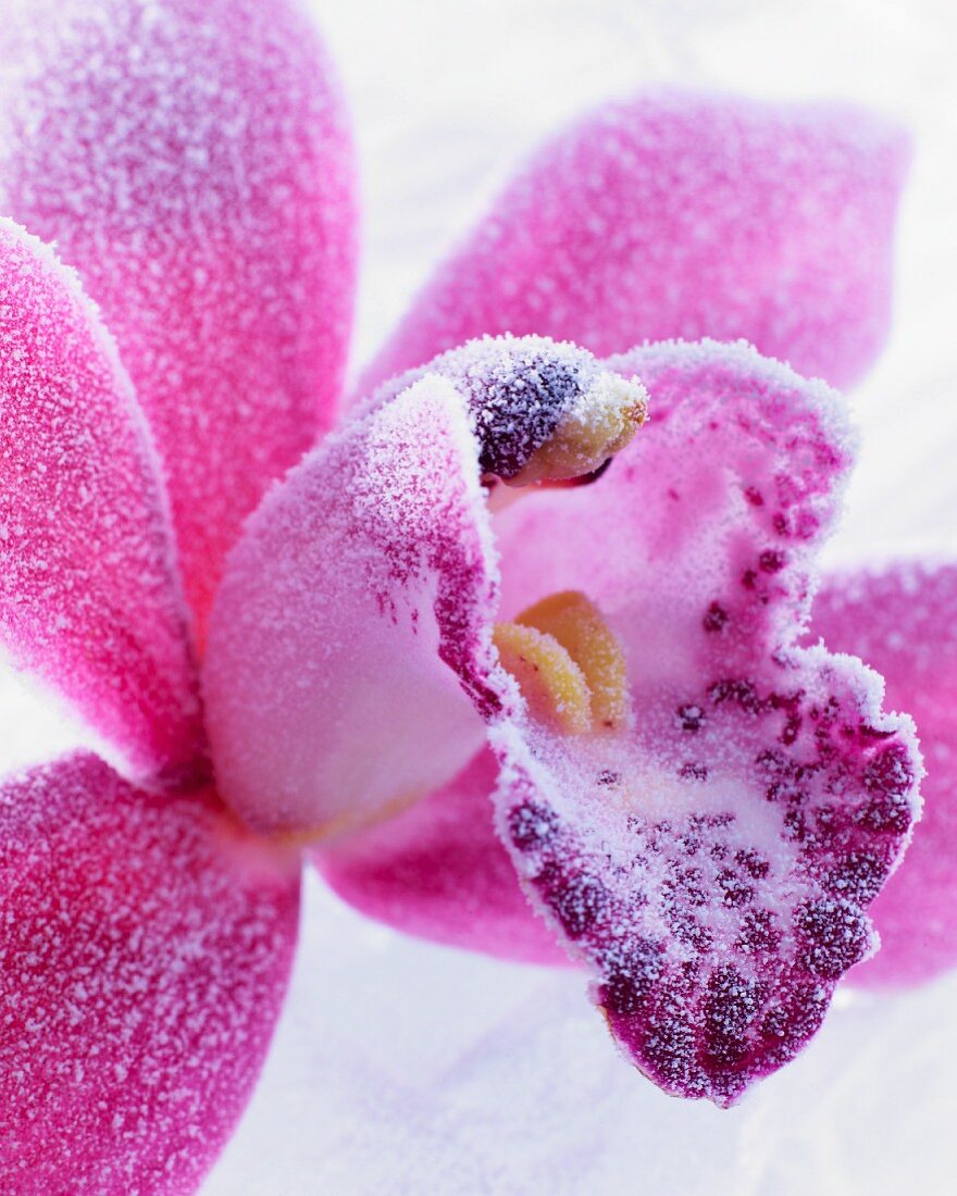 Pinkfarbene Orchideenblüte mit Raureif (Nahaufnahme)