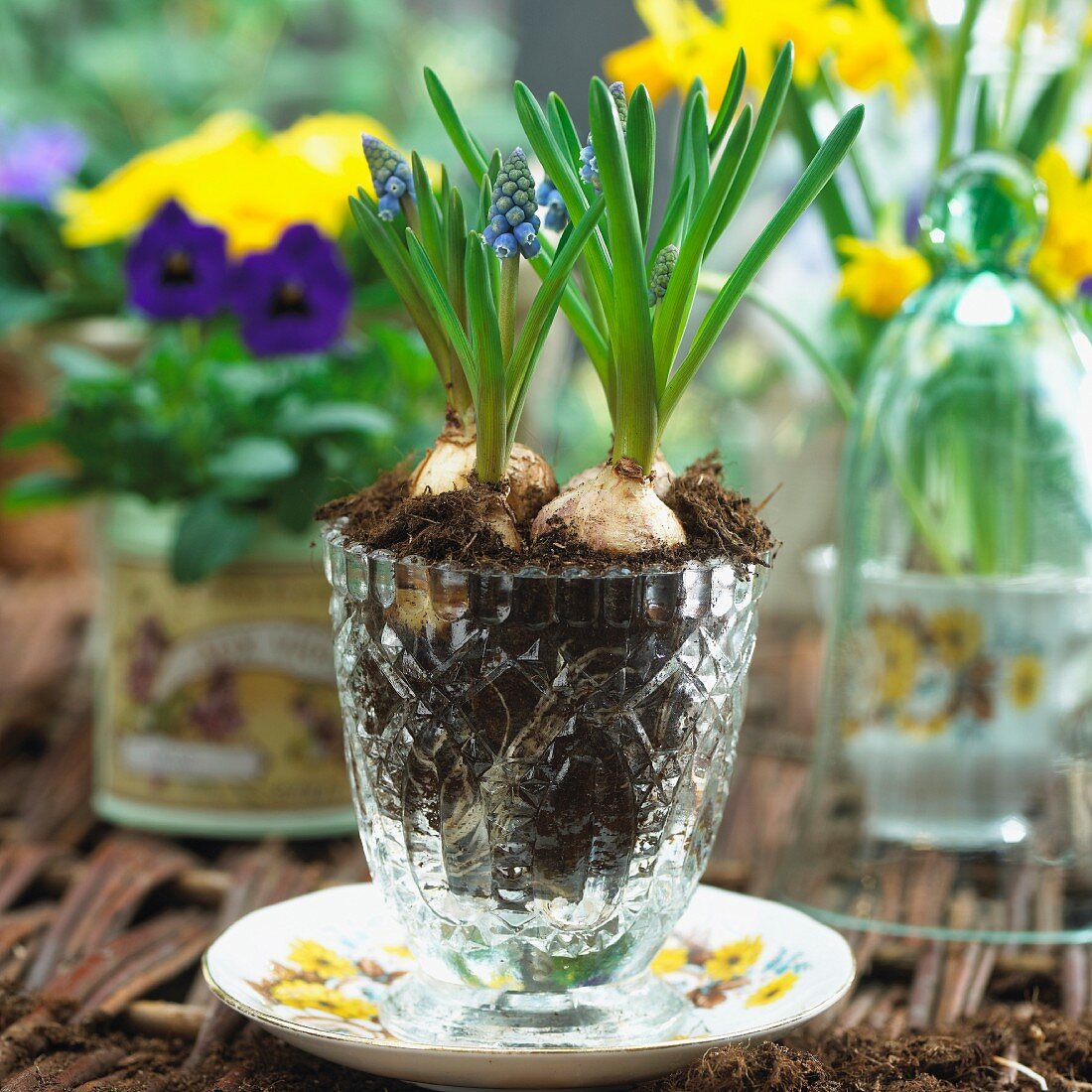 Grape hyacinths in a glass vase