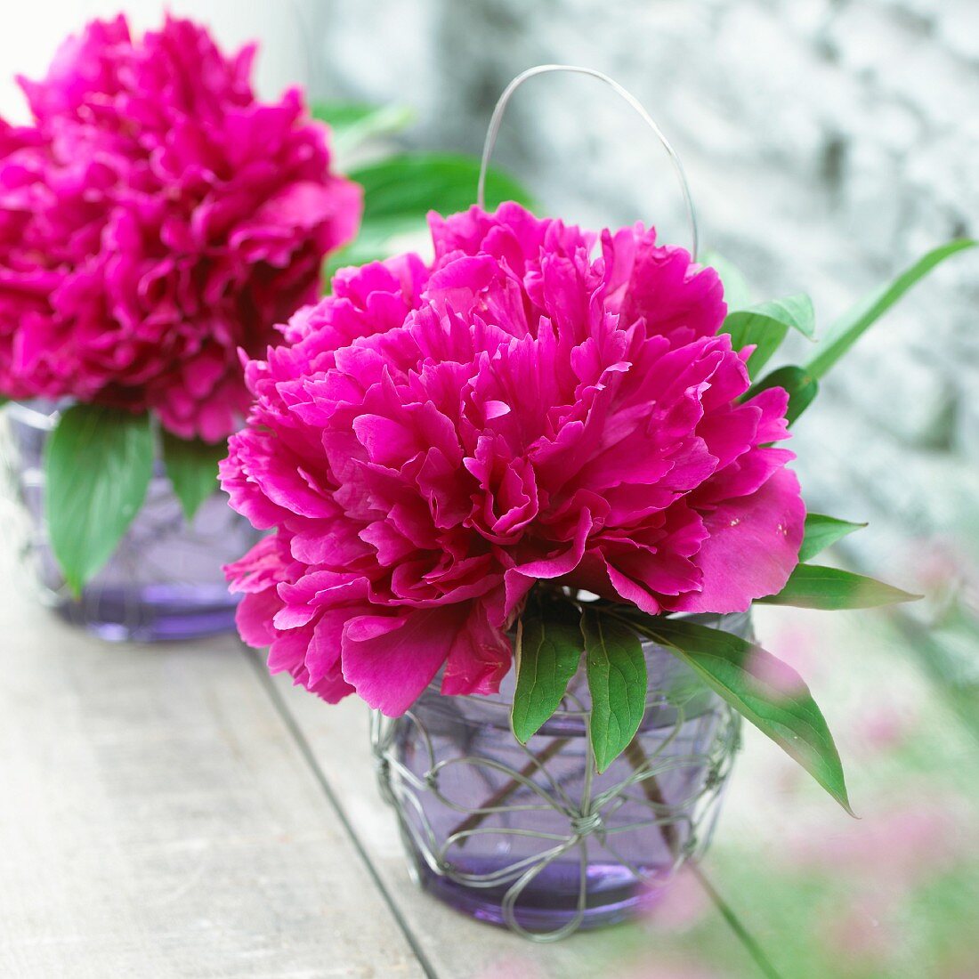 Pinkfarbene Pfingstrosenblüten in Glasvase