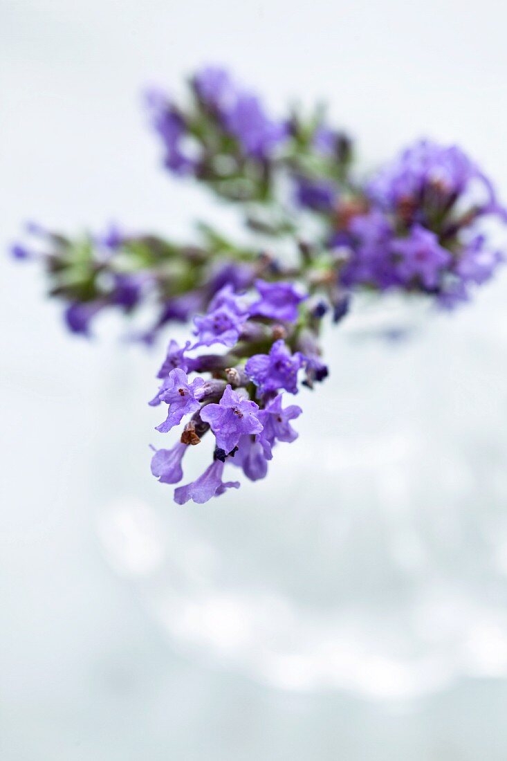 Lavender flowers (close up)