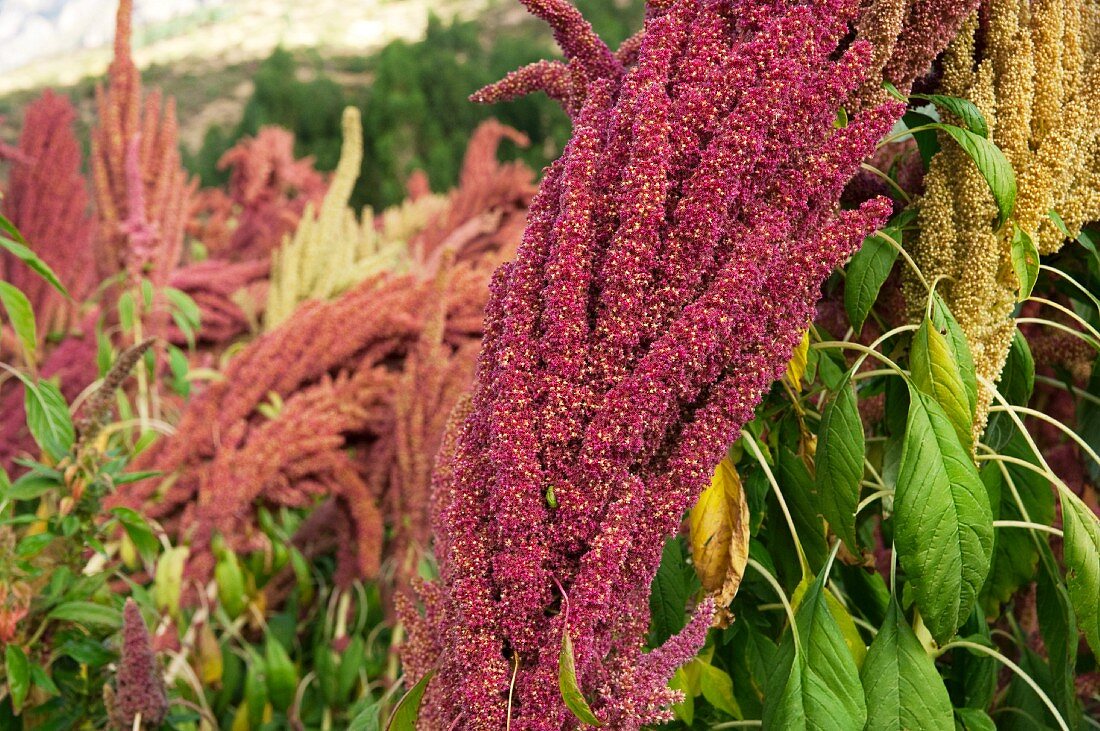 Quinoa field in Peru