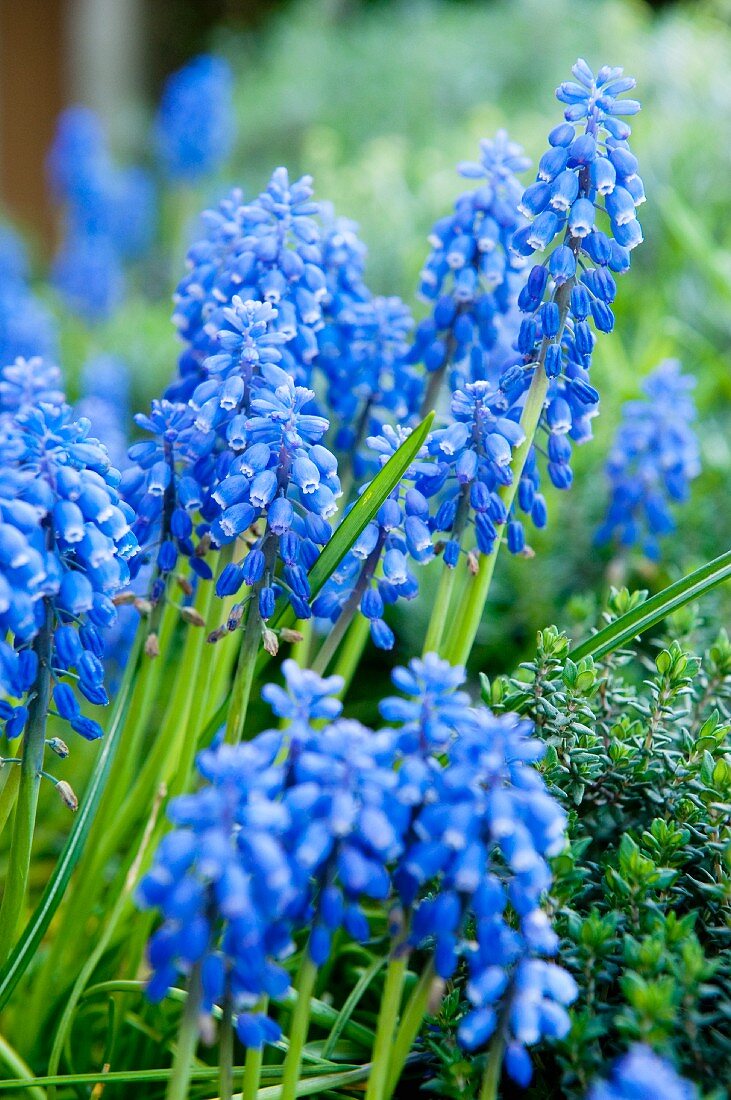 Blue grape hyacinths in garden