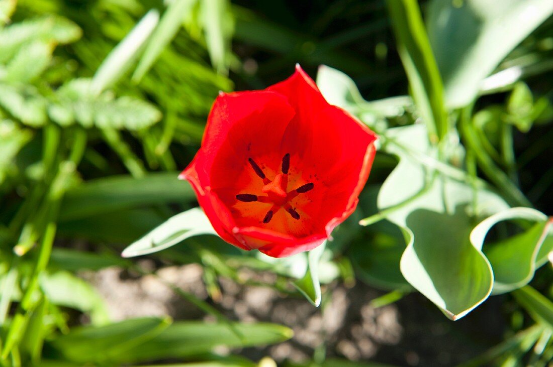 Rote Tulpe im Garten (Nahaufnahme)