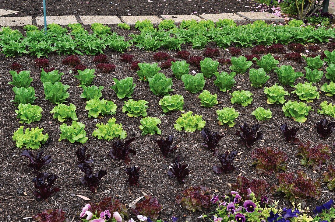 Salatbeet im Garten