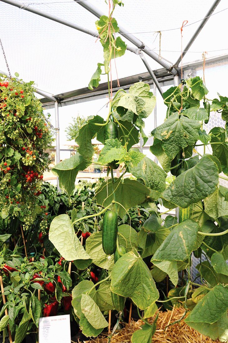 Cucumbers growing in a greenhouse