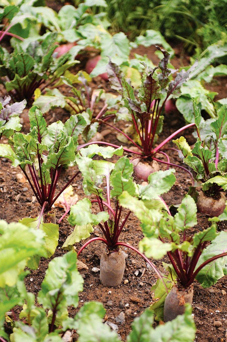 Beetroots in a vegetable patch