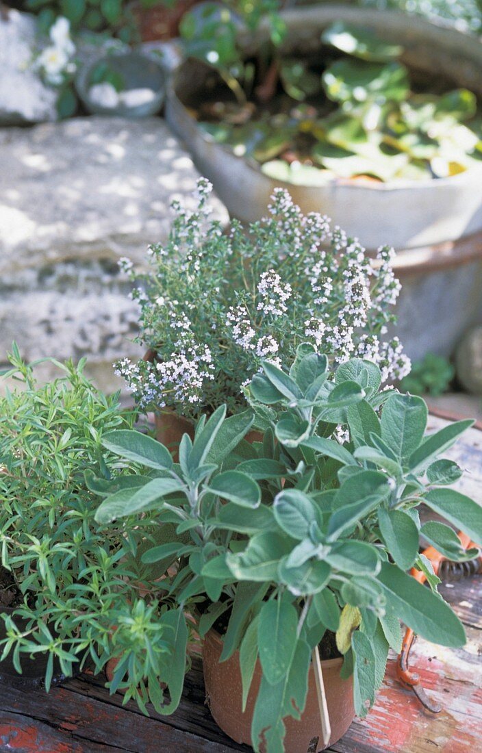 Various pots of herbs in a garden