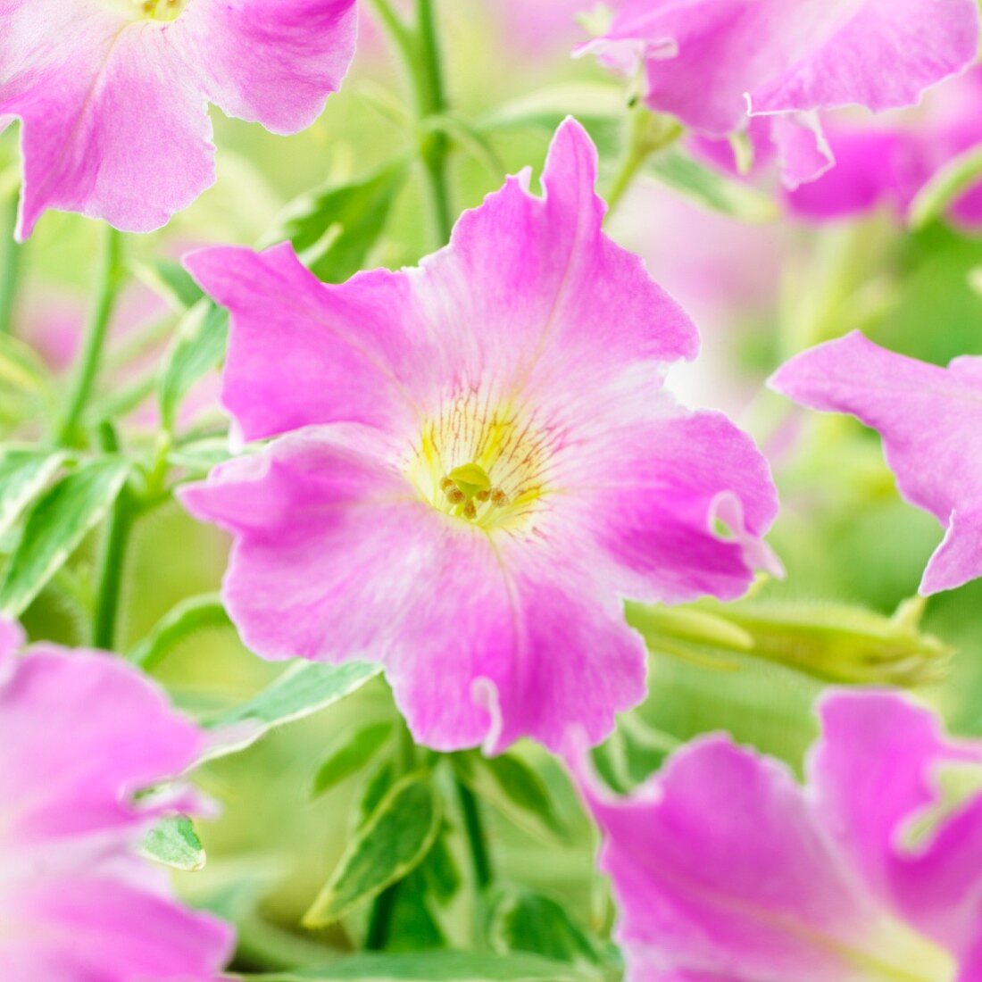 Pink petunias (close-up)