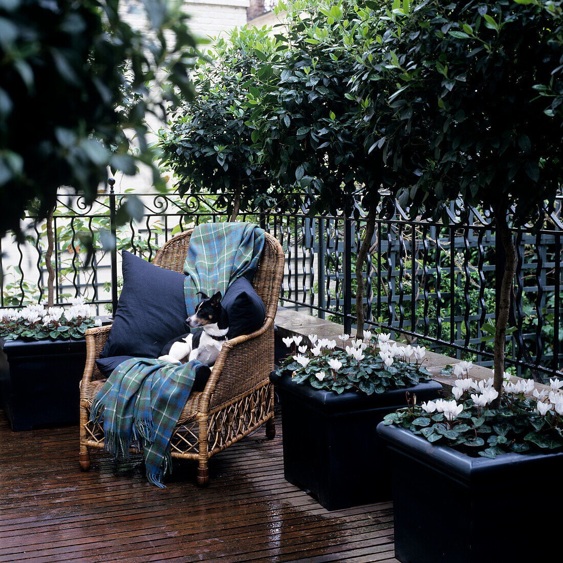 Cosy corner with rattan chair and dog on urban patio, surrounded by plants in large black tubs