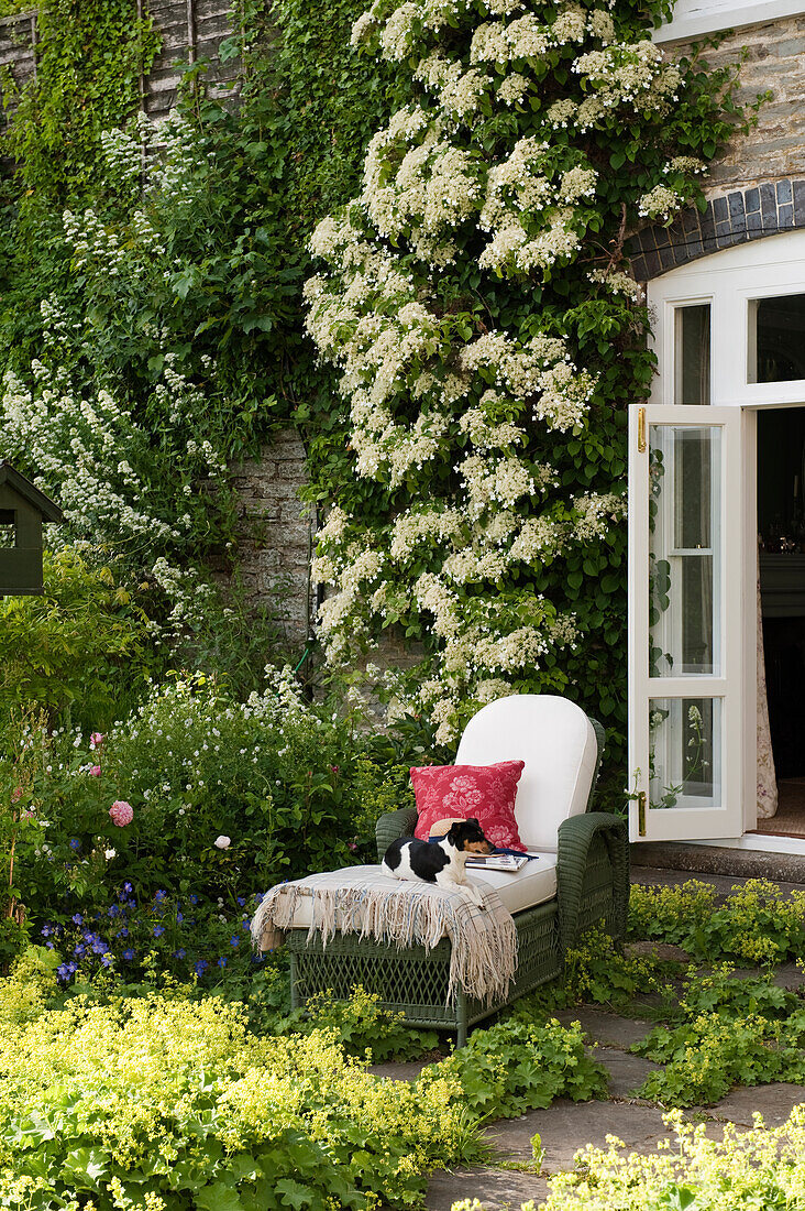 Deckchair with cushion in front of house wall with climbing plants in the garden