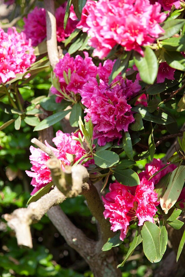 Pink rhododendron in sunshine