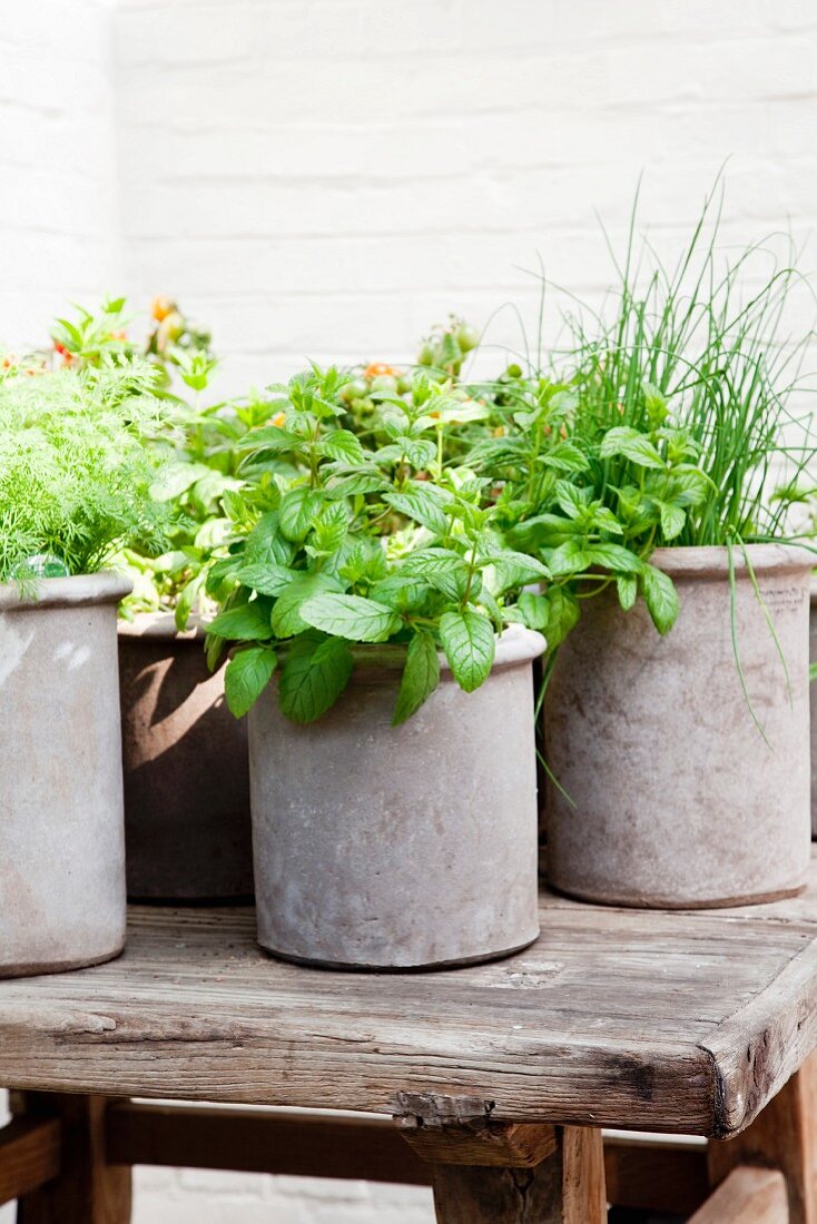 Clay pots of herbs on old wooden table