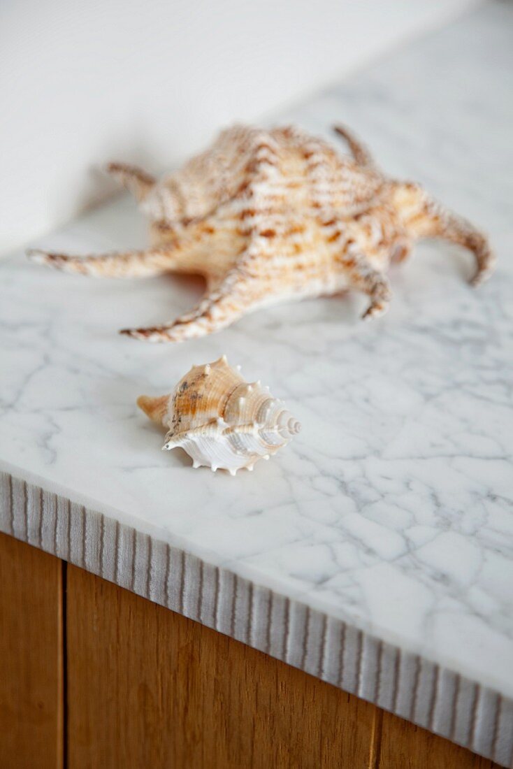 Two seashells on marble countertop