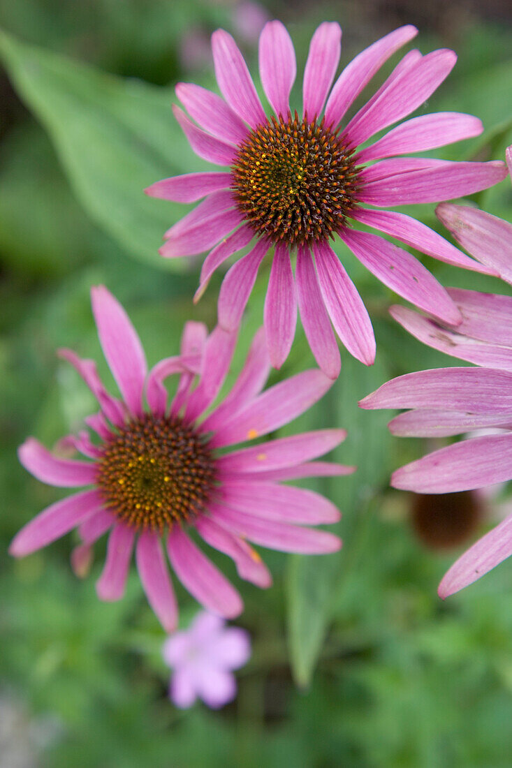 Close-up of purple-coloured coneflowers (echinacea) in the garden