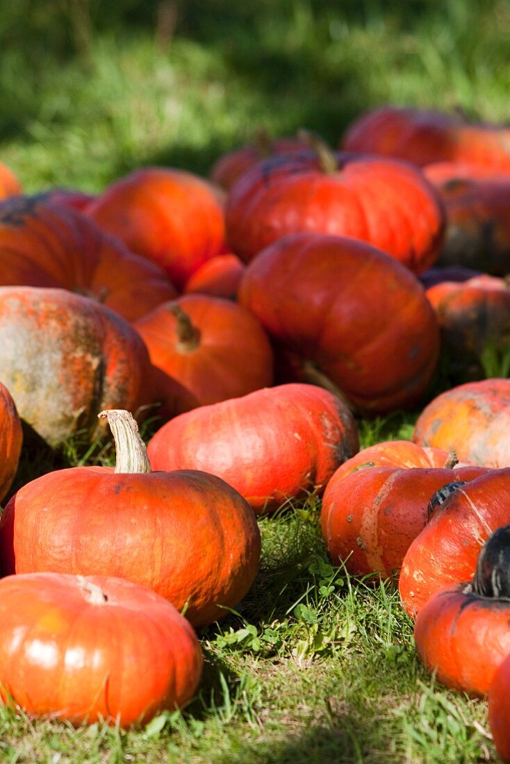 Various pumpkins in a field