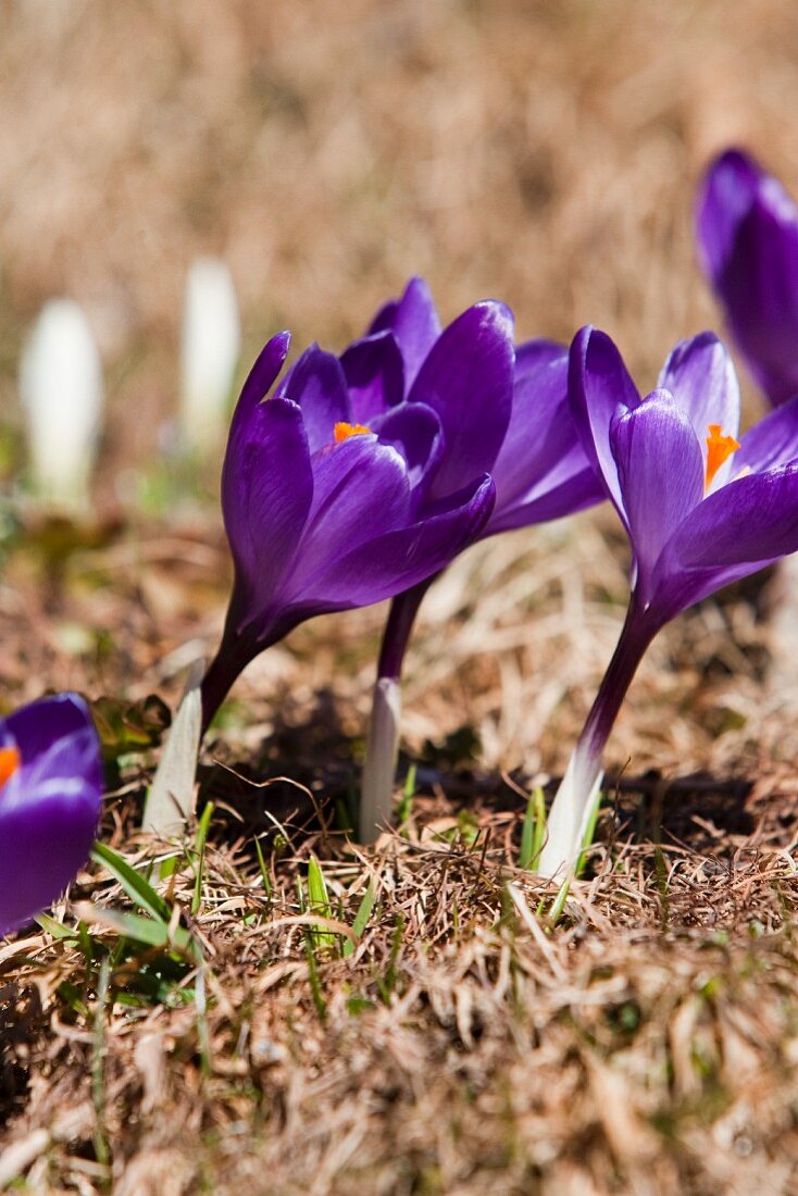 Crocuses in a field