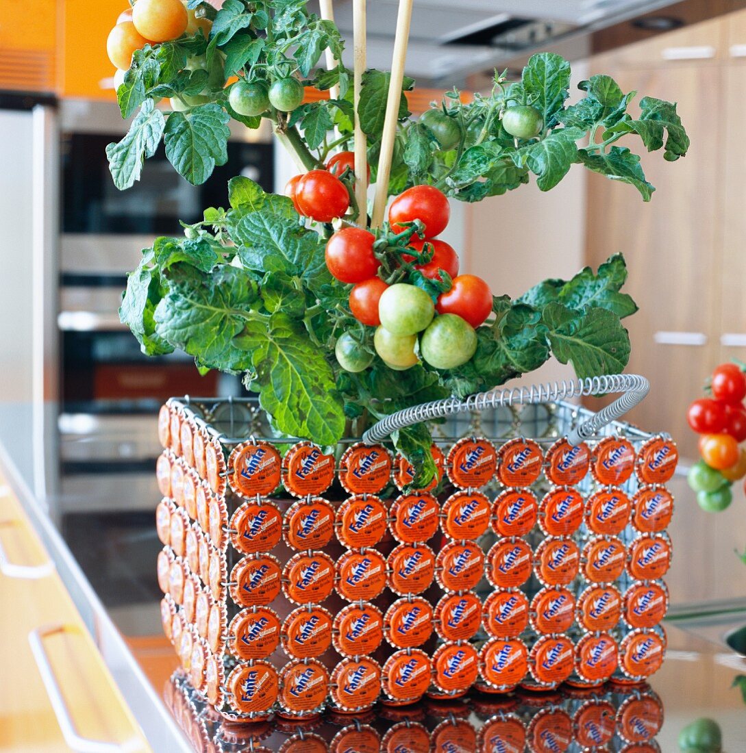 Tomato plant in unusual basket