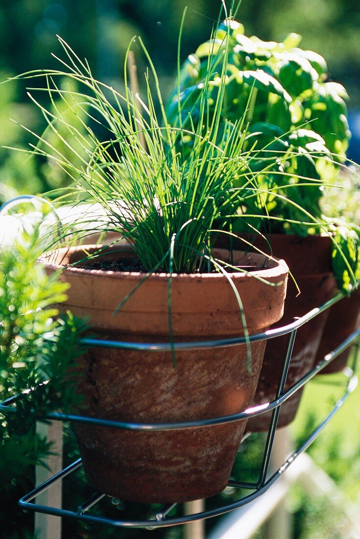 Chives in a flower pot