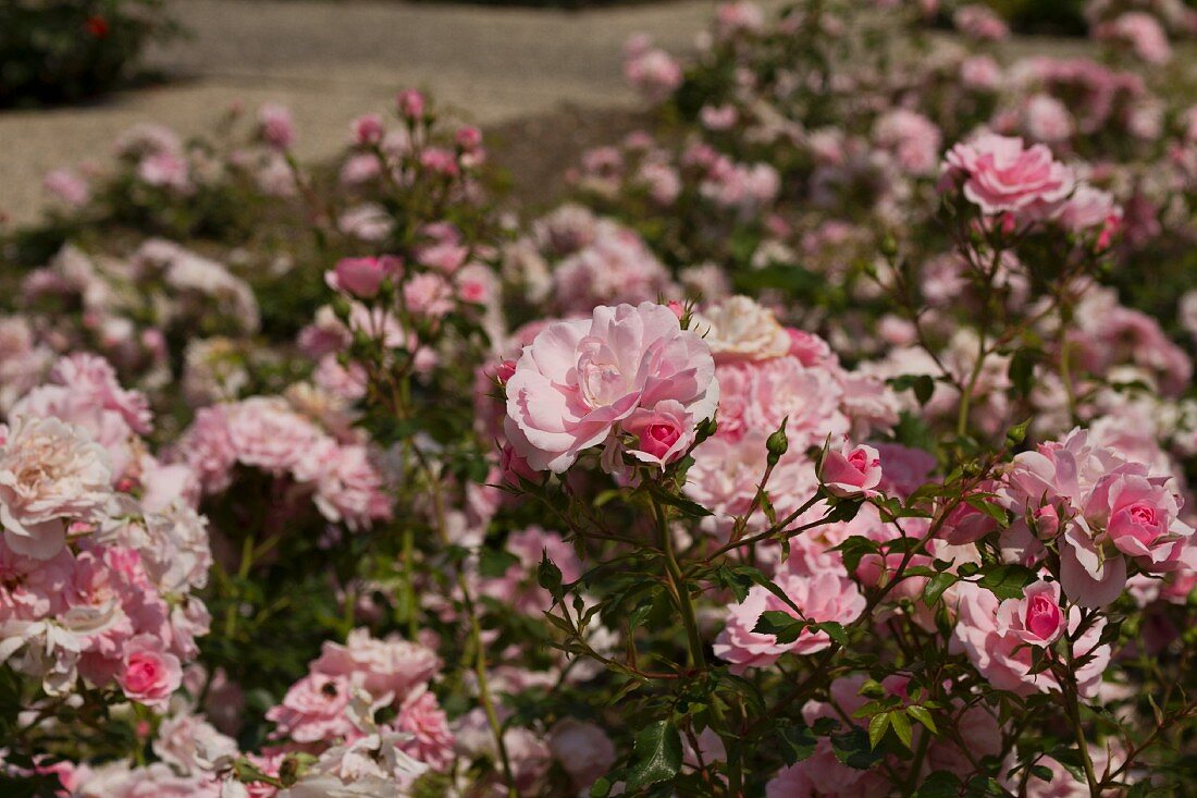Pink roses in a park