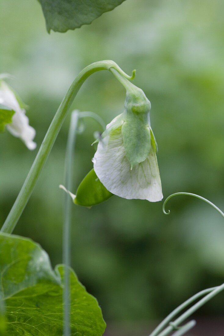 A pea flower (close-up)