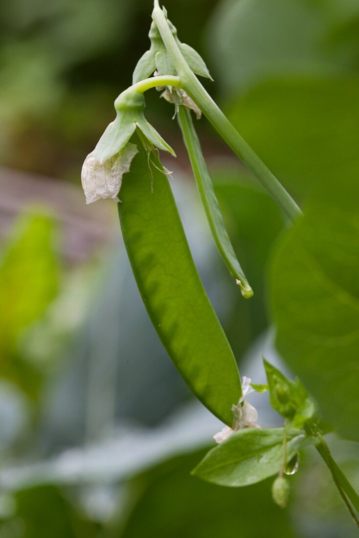 Mange tout on a plant