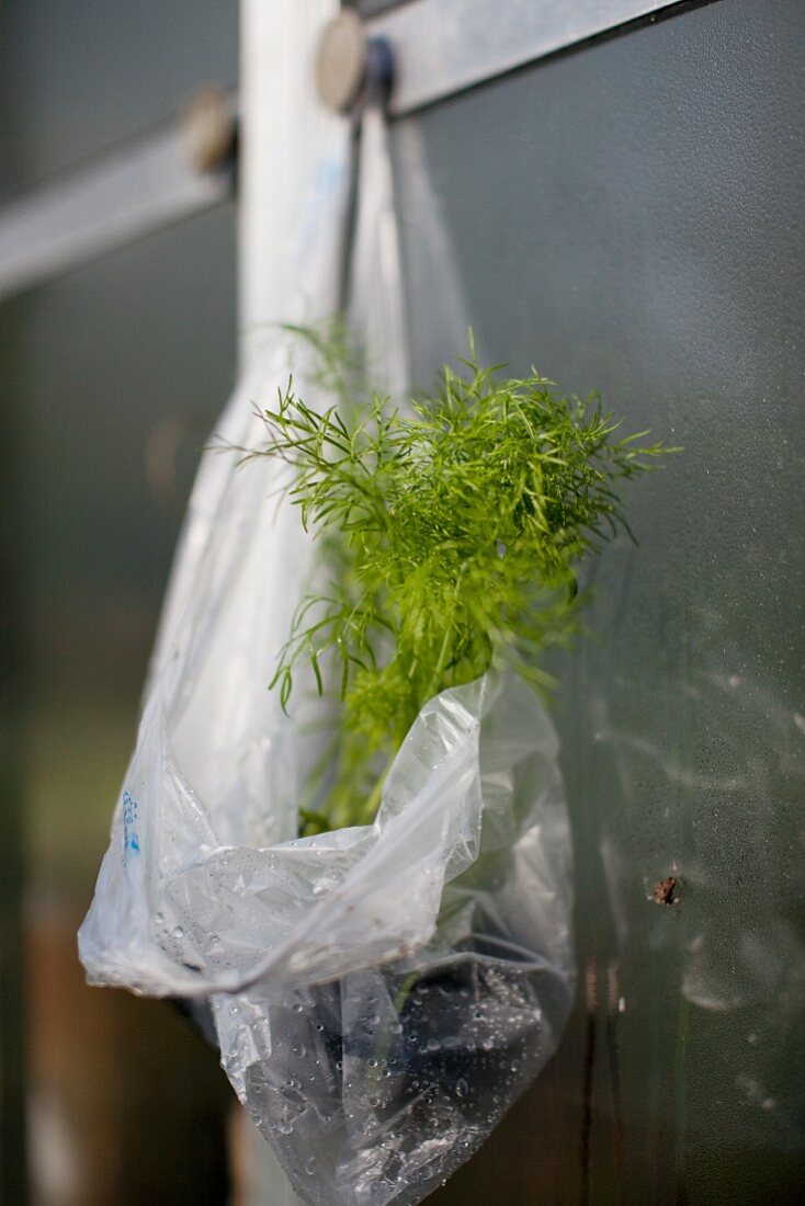 A fennel plant in a plastic bag