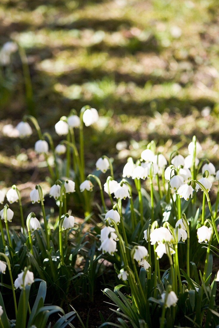 Frühlingsknotenblumen im Garten