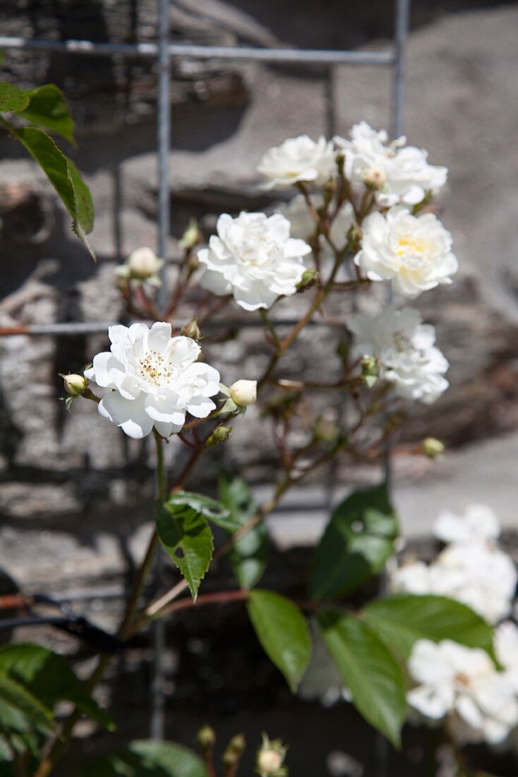 White flowering rose on galvanised trellis