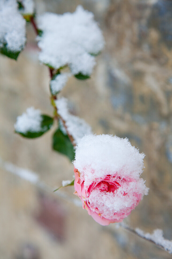 Pink rose (Rosa) with snow cap in front of stone wall in winter