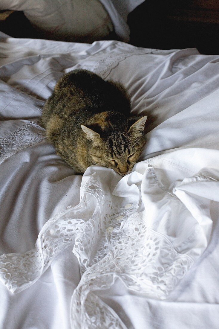 Hauskatze auf Bett mit weisser Bettwäsche