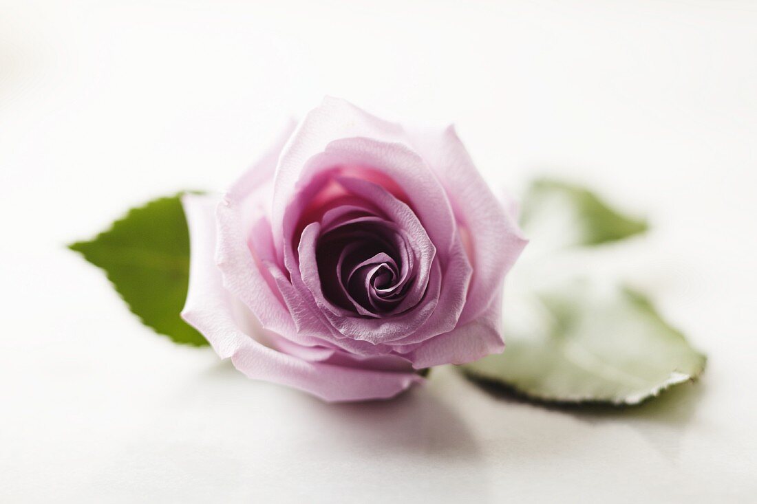 A Lavender Rose; White Background