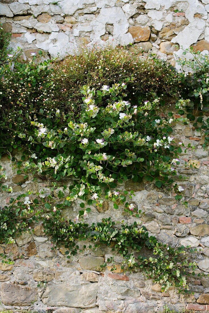 Blühende Gewächse auf alter, Steinmauer